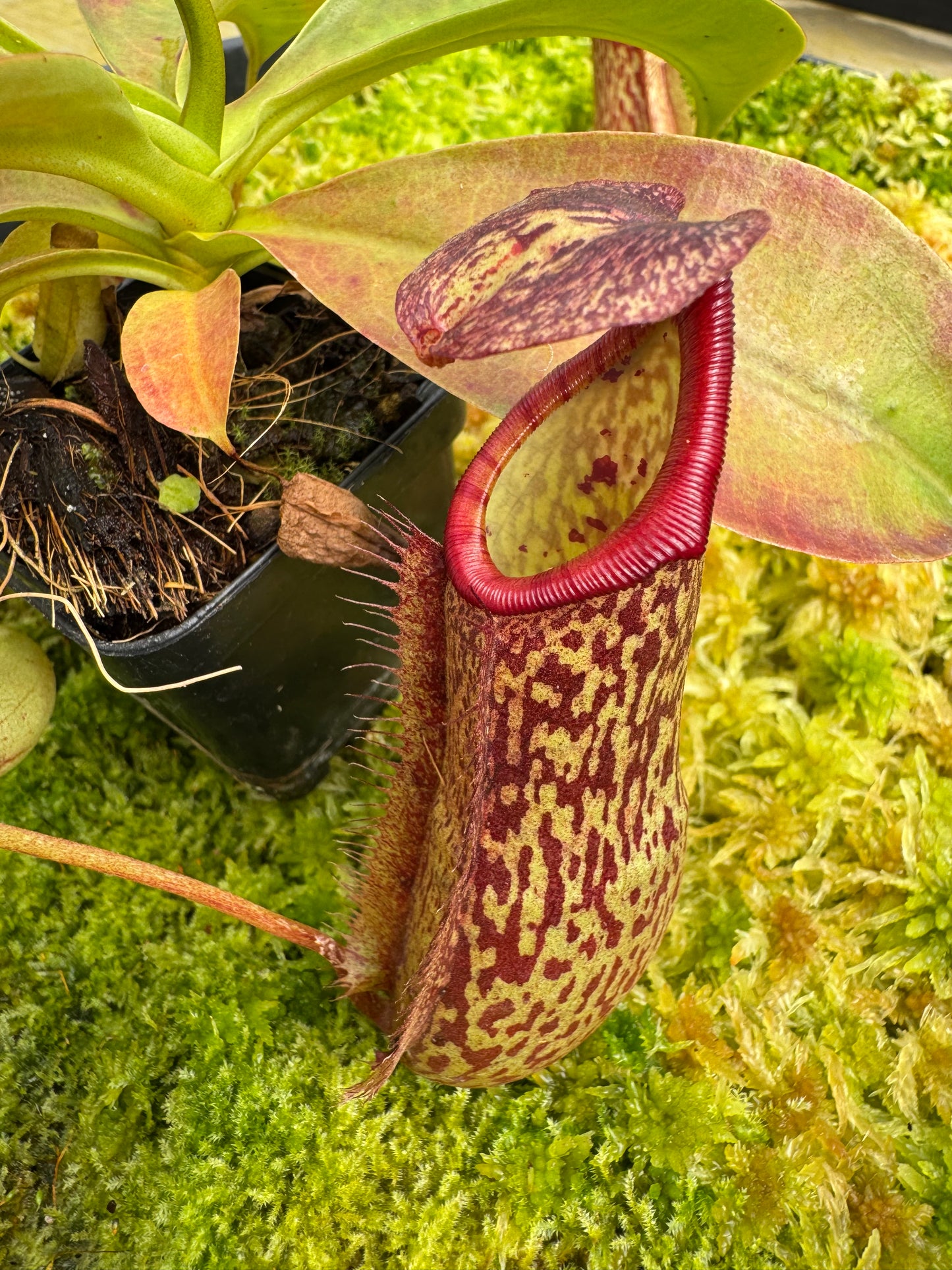 Nepenthes Maxima x Northiana (miranda) TC 65mm pot