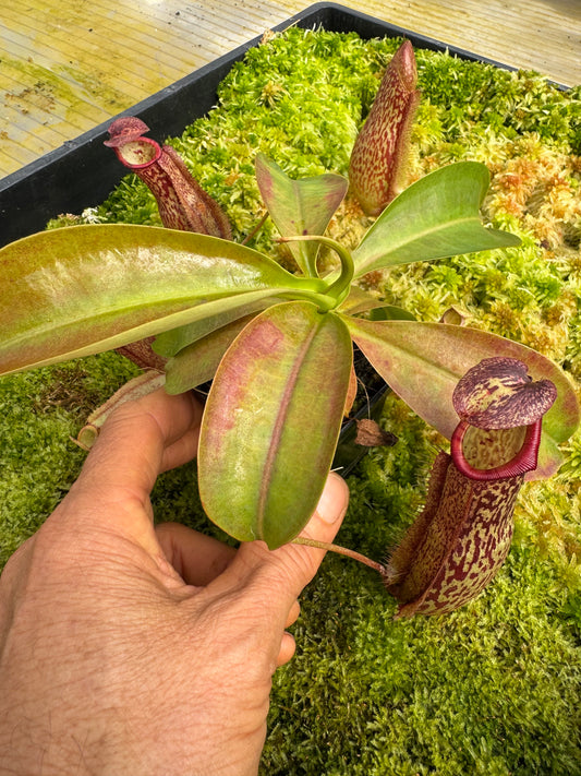 Nepenthes Maxima x Northiana (miranda) TC 65mm pot