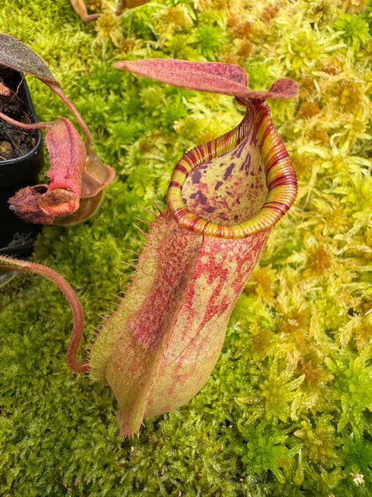 Nepenthes Veitchii TC 65mm pot Size 2