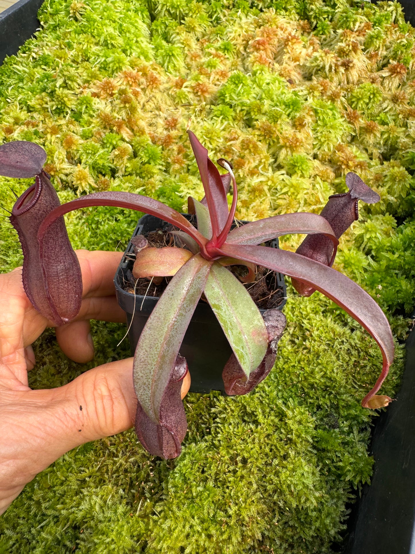 Nepenthes Sanguinea TC 65 mm pot