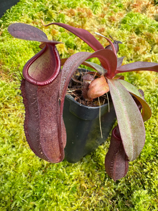Nepenthes Sanguinea TC 65 mm pot