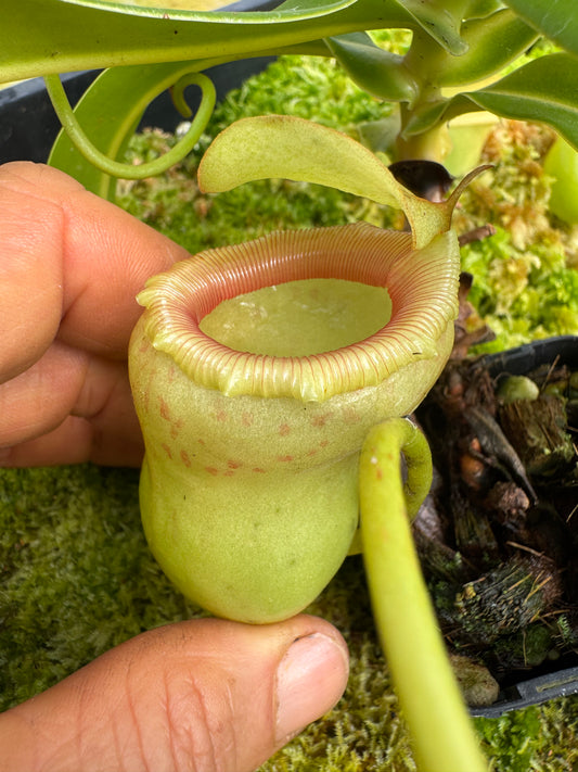 485 N. (Ventricosa x sibuyanensis) x (ventricosa x sibuyanensis) 65mmpot