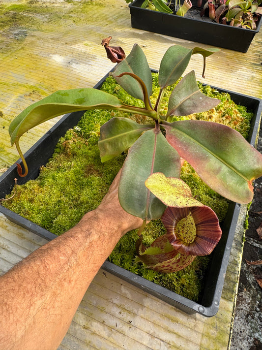 486 N. [(Boschiana x fusca ) x veitchii] x {[(lowii x veitchii) x tiveyi] x platychila} 65mm pot