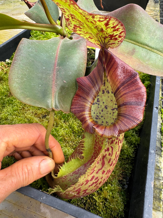 486 N. [(Boschiana x fusca ) x veitchii] x {[(lowii x veitchii) x tiveyi] x platychila} 65mm pot
