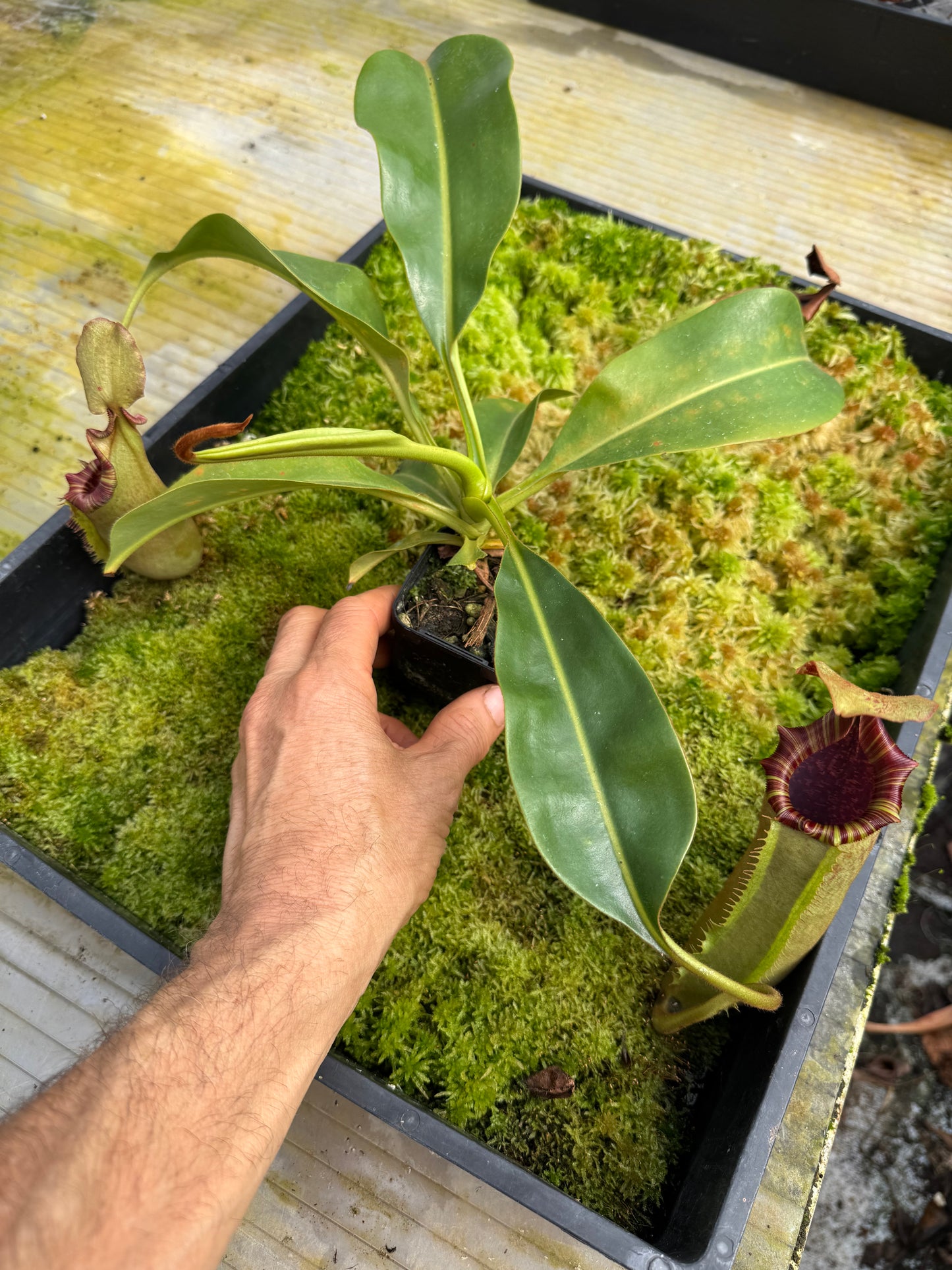 487. N. [(lowii x boschiana) x veitchii sp] x Tiveyi 65mmpot