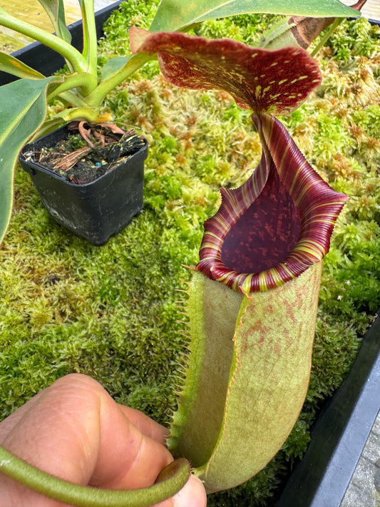 487. N. [(lowii x boschiana) x veitchii sp] x Tiveyi 65mmpot