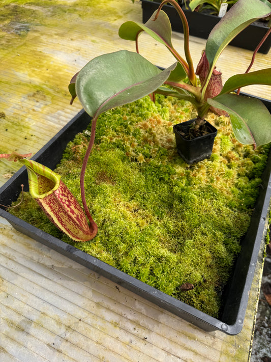 488.N. (boschiana x veitchii) x tiveyi 65mm pot