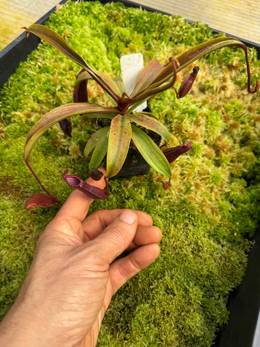 489.N. [(thorellii x densiflora) x tiveyi] x Sabre 65mm pot