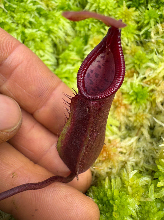 489.N. [(thorellii x densiflora) x tiveyi] x Sabre 65mm pot