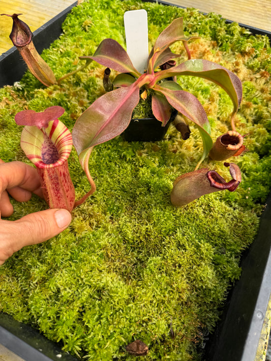 490.N.(EYMAE X VEITCHII) X {[(lowii x evitchii) x tiveyi] x (platychila x rajah)} 65mm pot