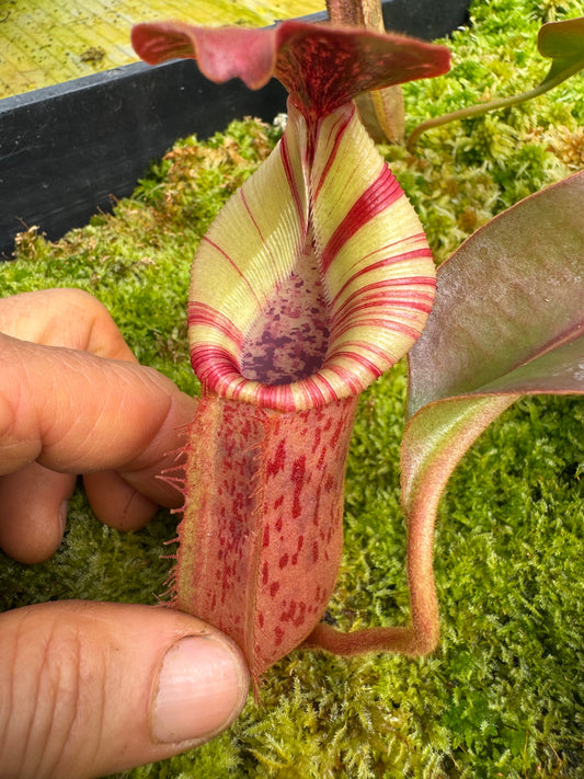 490.N.(EYMAE X VEITCHII) X {[(lowii x evitchii) x tiveyi] x (platychila x rajah)} 65mm pot
