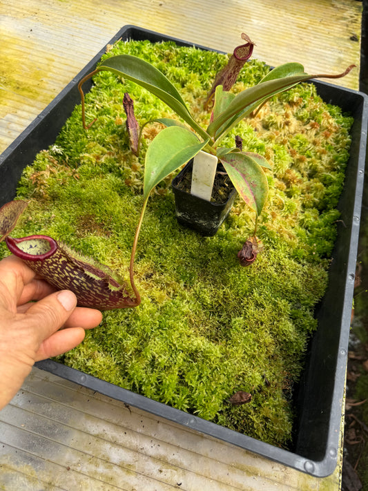 491.N.[(thorellii x densiflora) x tiveyi] x{[(lowii x veitchii) x tiveyi] x platychila} 65mm pot