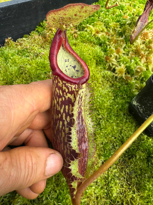 491.N.[(thorellii x densiflora) x tiveyi] x{[(lowii x veitchii) x tiveyi] x platychila} 65mm pot