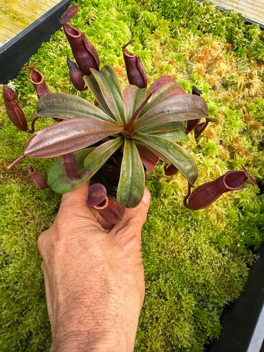509.N. [(THORELLII X DENSIFLORA) X TIVEYI] X xSABRE 65mm pot