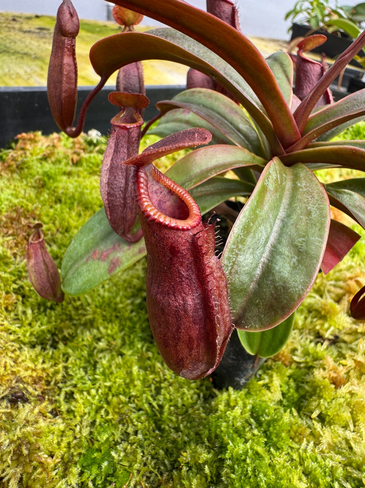 509.N. [(THORELLII X DENSIFLORA) X TIVEYI] X xSABRE 65mm pot