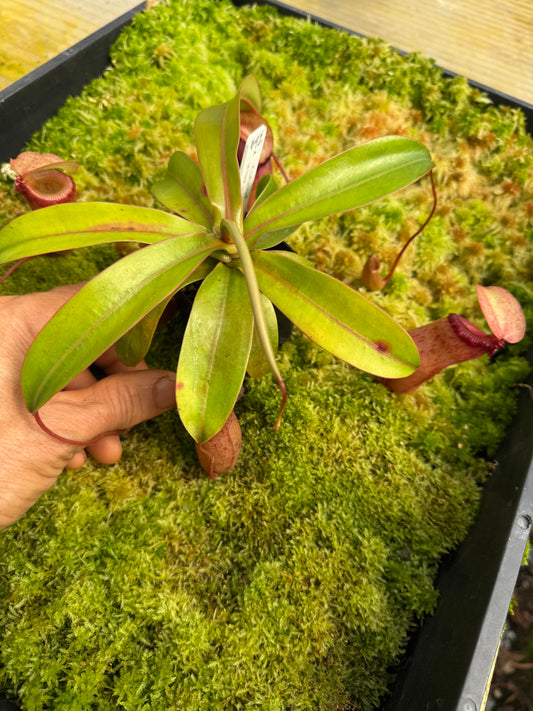 492.N.(VENTRICOSA X SIBUYANENSIS) X (VENTRICOSA X SIBUYANENSIS) 65mm pot