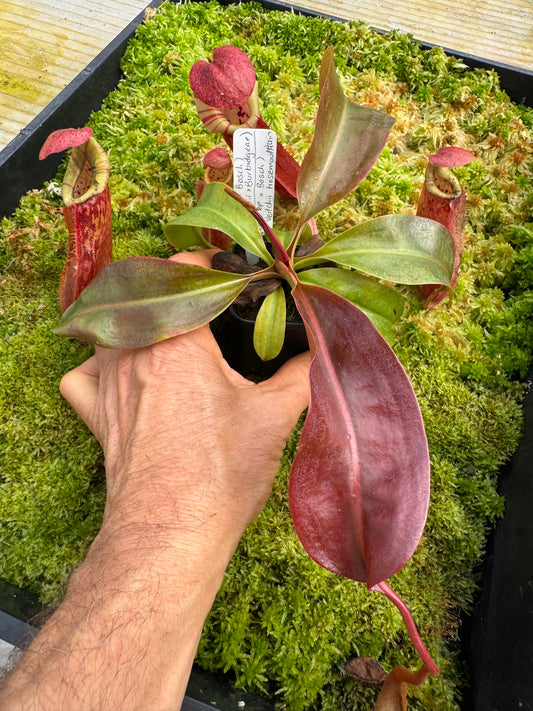 493.N.[(Rokko ep x Boschiana) x (veitchii x burbidgeae)] x [(rokko x boschiana) x veitchii hose mnts] 65mm pot