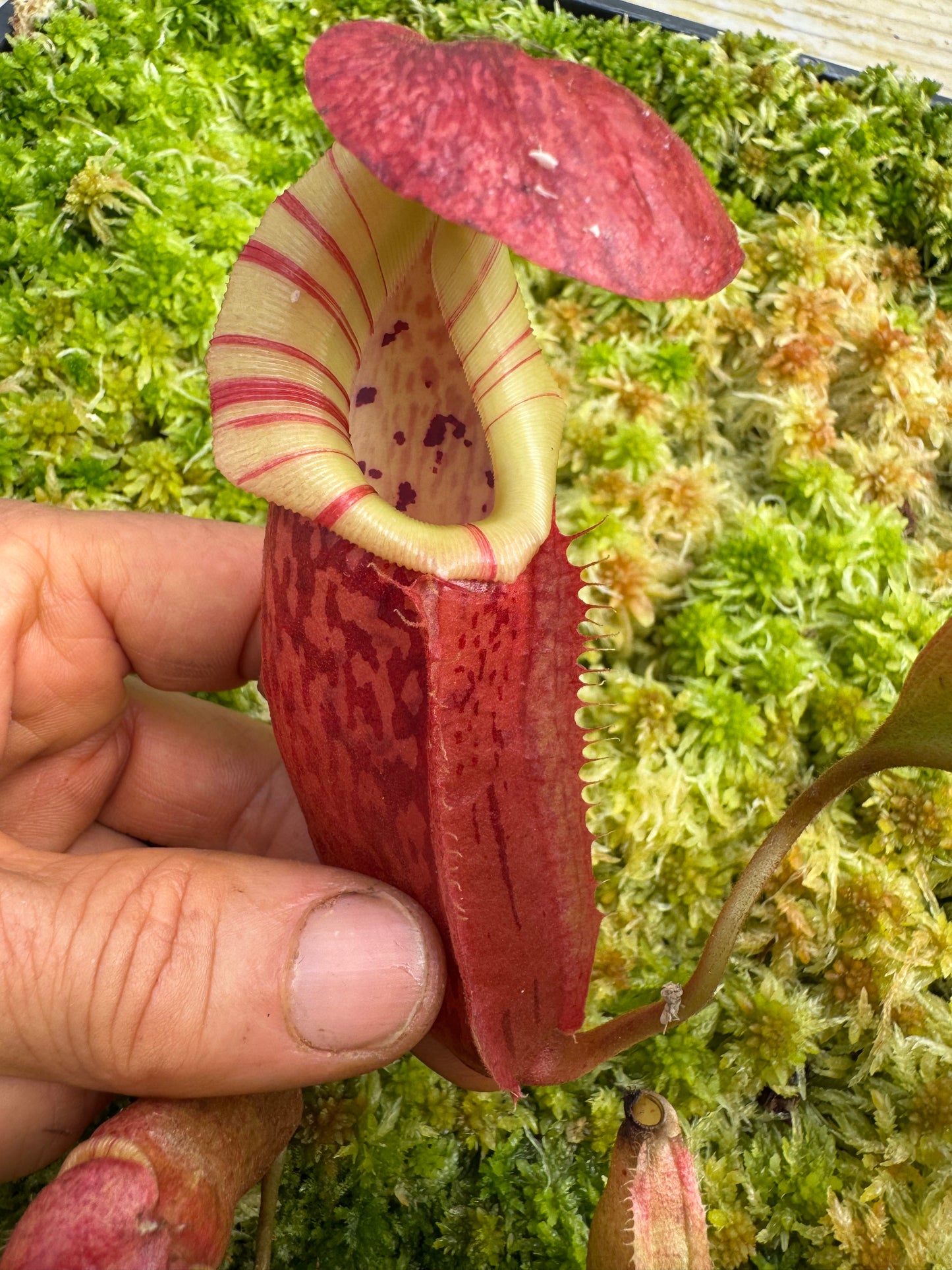 493.N.[(Rokko ep x Boschiana) x (veitchii x burbidgeae)] x [(rokko x boschiana) x veitchii hose mnts] 65mm pot