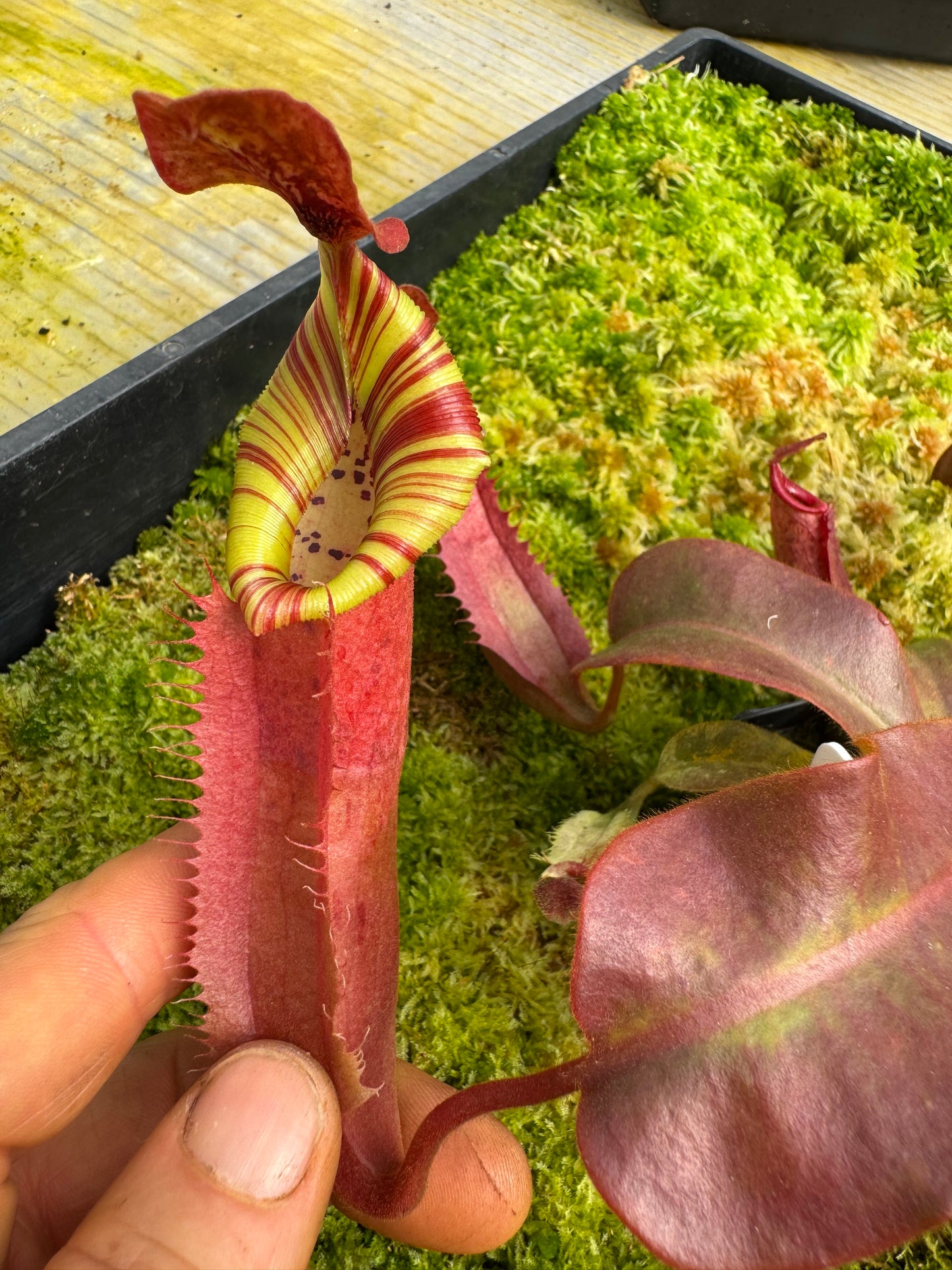 494.N.(EYMAE X VEITCHII) X {[(lowii x veitchii) x tiveyi] x platychila} 65mm pot