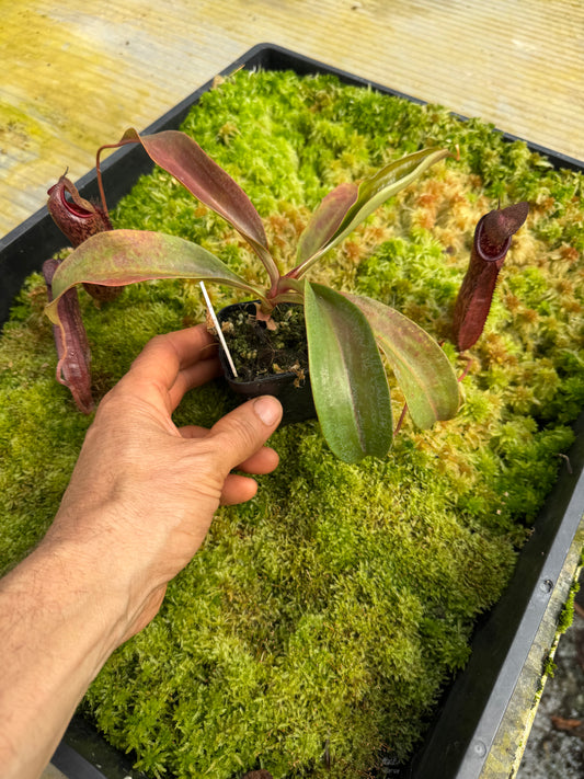 495.N.[(thorellii x densiflora) x tiveyi] x [(thorellii x densiflora) x tiveyi] 65mm pot