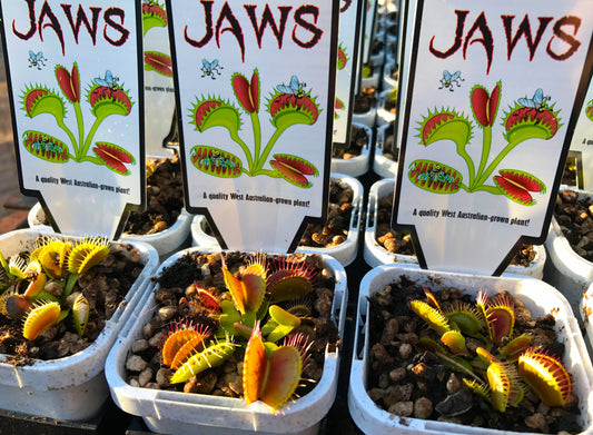 Venus flytrap Dionea muscipula std