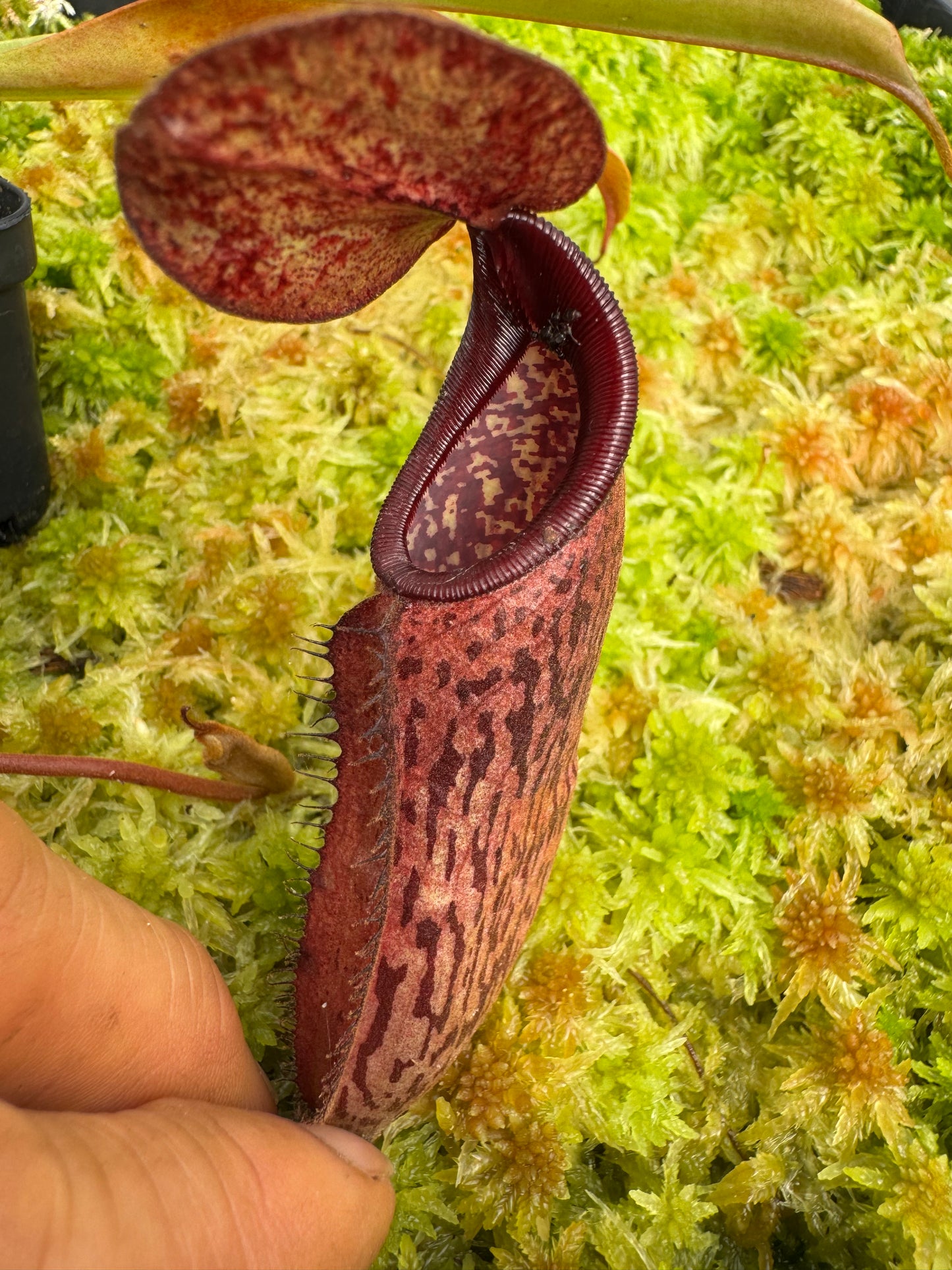 495.N.[(thorellii x densiflora) x tiveyi] x [(thorellii x densiflora) x tiveyi] 65mm pot