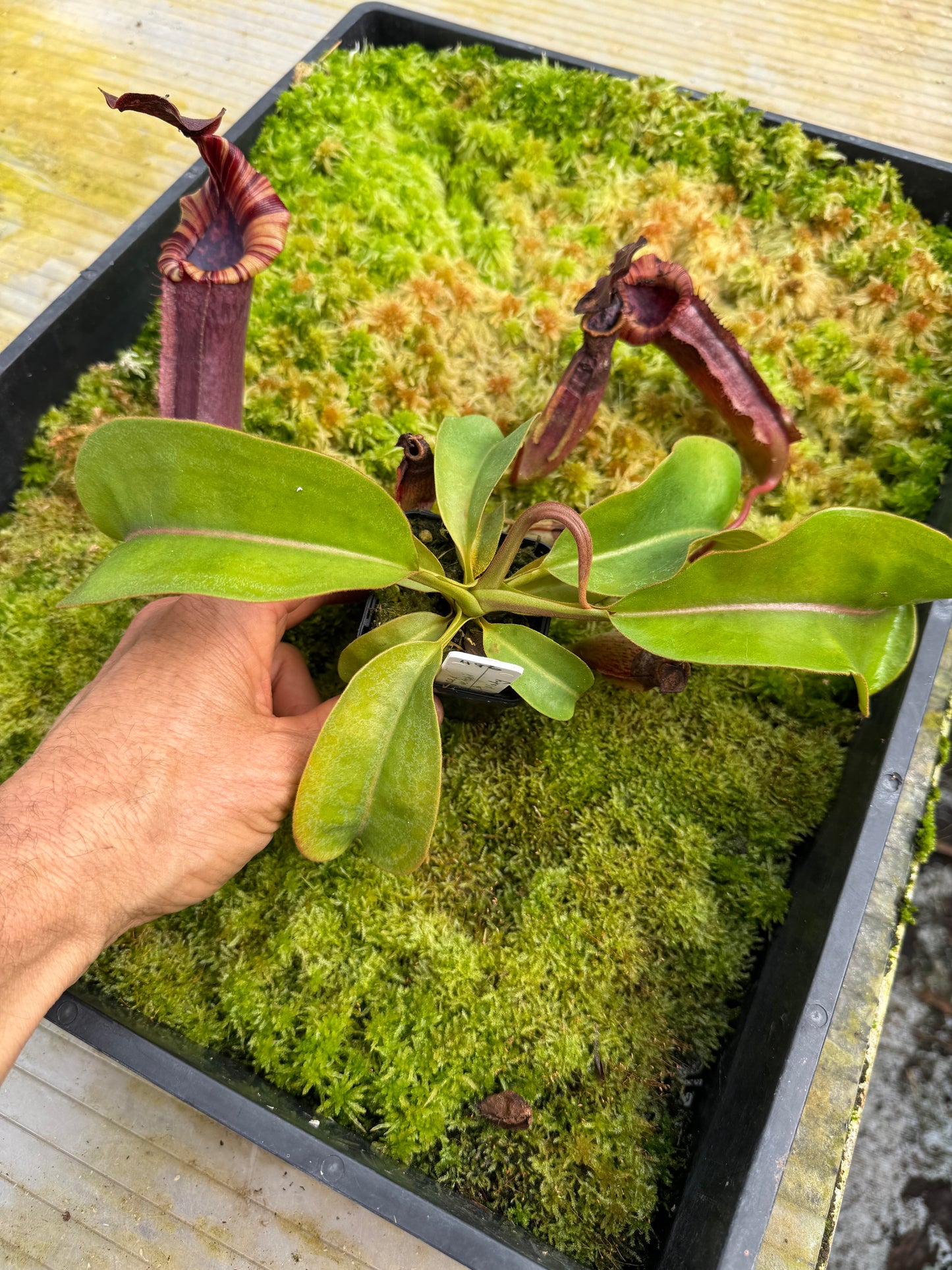 496.N.(eymae x veitchii) x {[(lowii x veitchii) x tiveyi]x platychila} 65mm pot