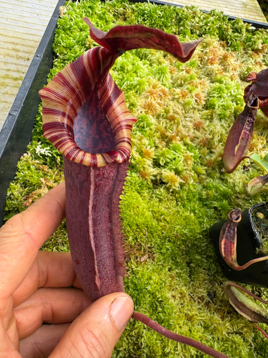 496.N.(eymae x veitchii) x {[(lowii x veitchii) x tiveyi]x platychila} 65mm pot