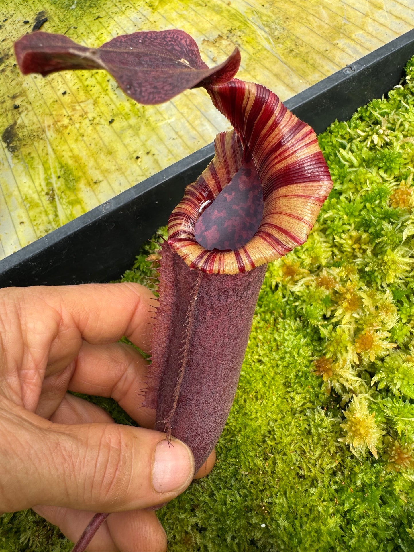 496.N.(eymae x veitchii) x {[(lowii x veitchii) x tiveyi]x platychila} 65mm pot