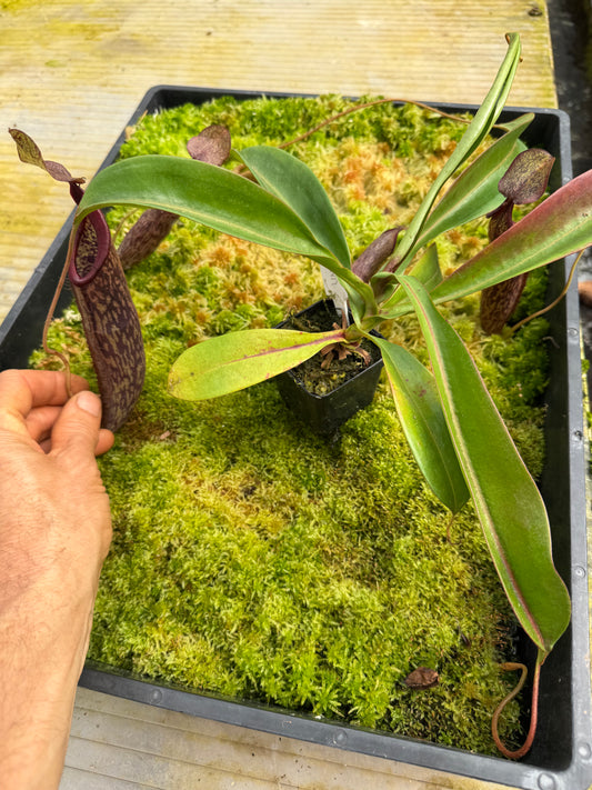 497.N. [(thorellii x densiflora) x tiveyi] x [(thorellii x densiflora) x tiveyi] 65mm pot