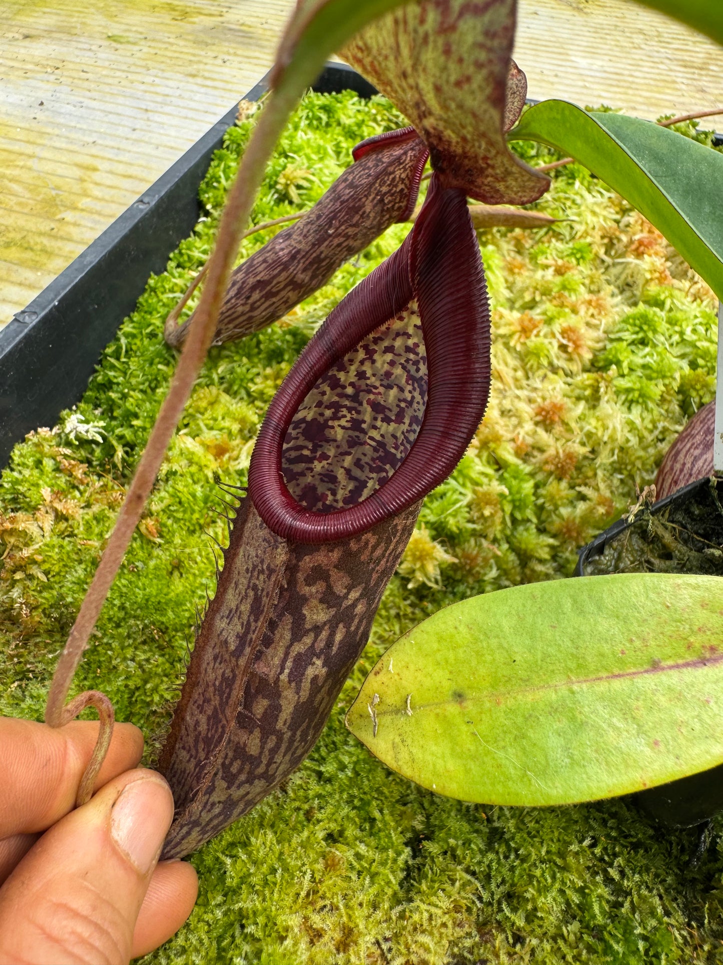 497.N. [(thorellii x densiflora) x tiveyi] x [(thorellii x densiflora) x tiveyi] 65mm pot