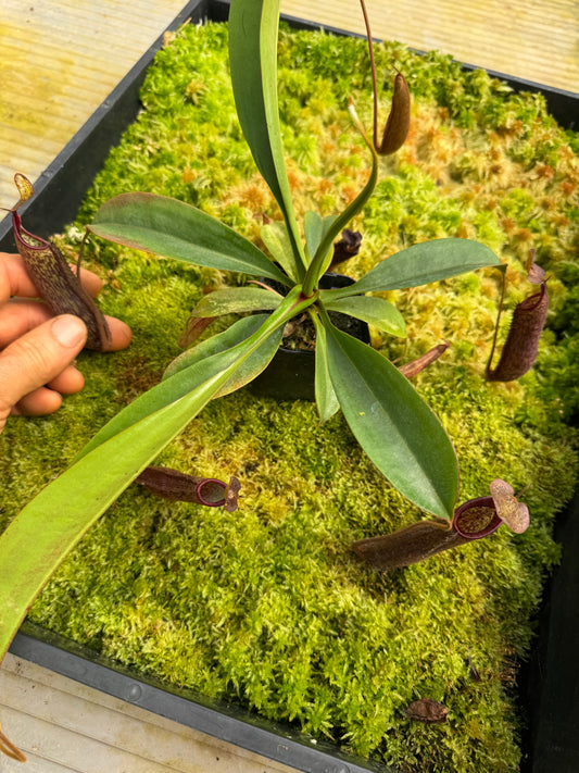 498.N.[(THORELLII X DENSIFLORA) X TIVEYI] X [(THORELLII X DENSIFLORA) X TIVEYI] 65mm pot