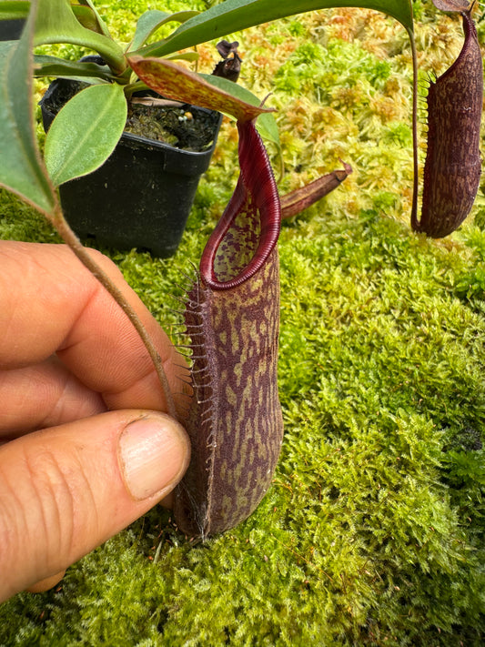 498.N.[(THORELLII X DENSIFLORA) X TIVEYI] X [(THORELLII X DENSIFLORA) X TIVEYI] 65mm pot