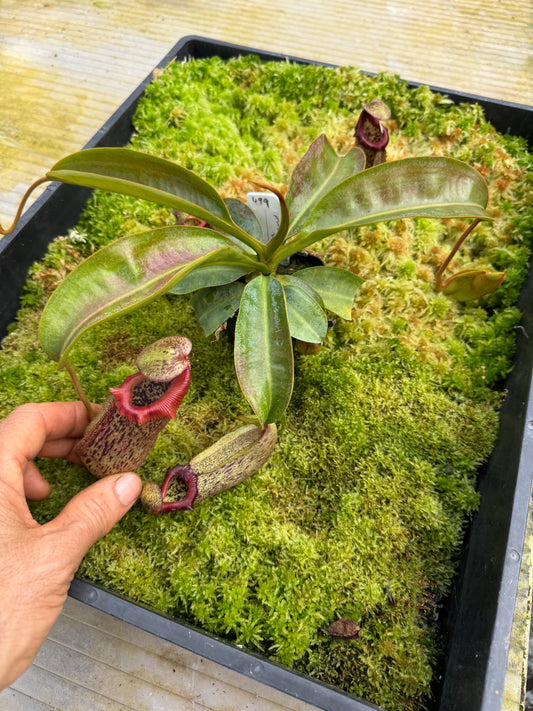 499.N.(Veitchii x burbidgeae) x (maxima x edwardsiana) 65mm pot