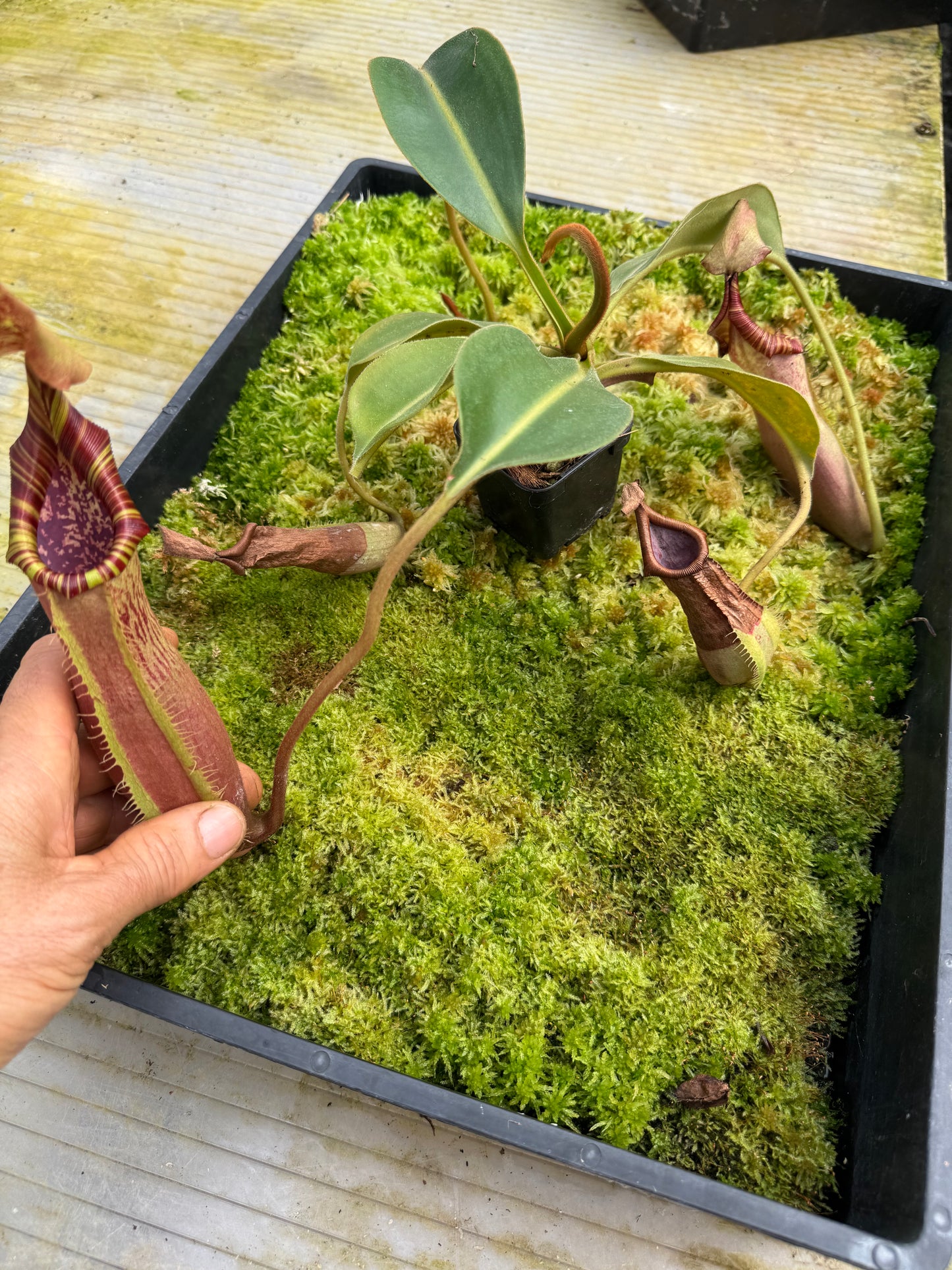 500.N.N[(lowii x boschiana) x vetch sp] x {[(lowii x evitchii) x tiveyi] x platychila} 65mm pot