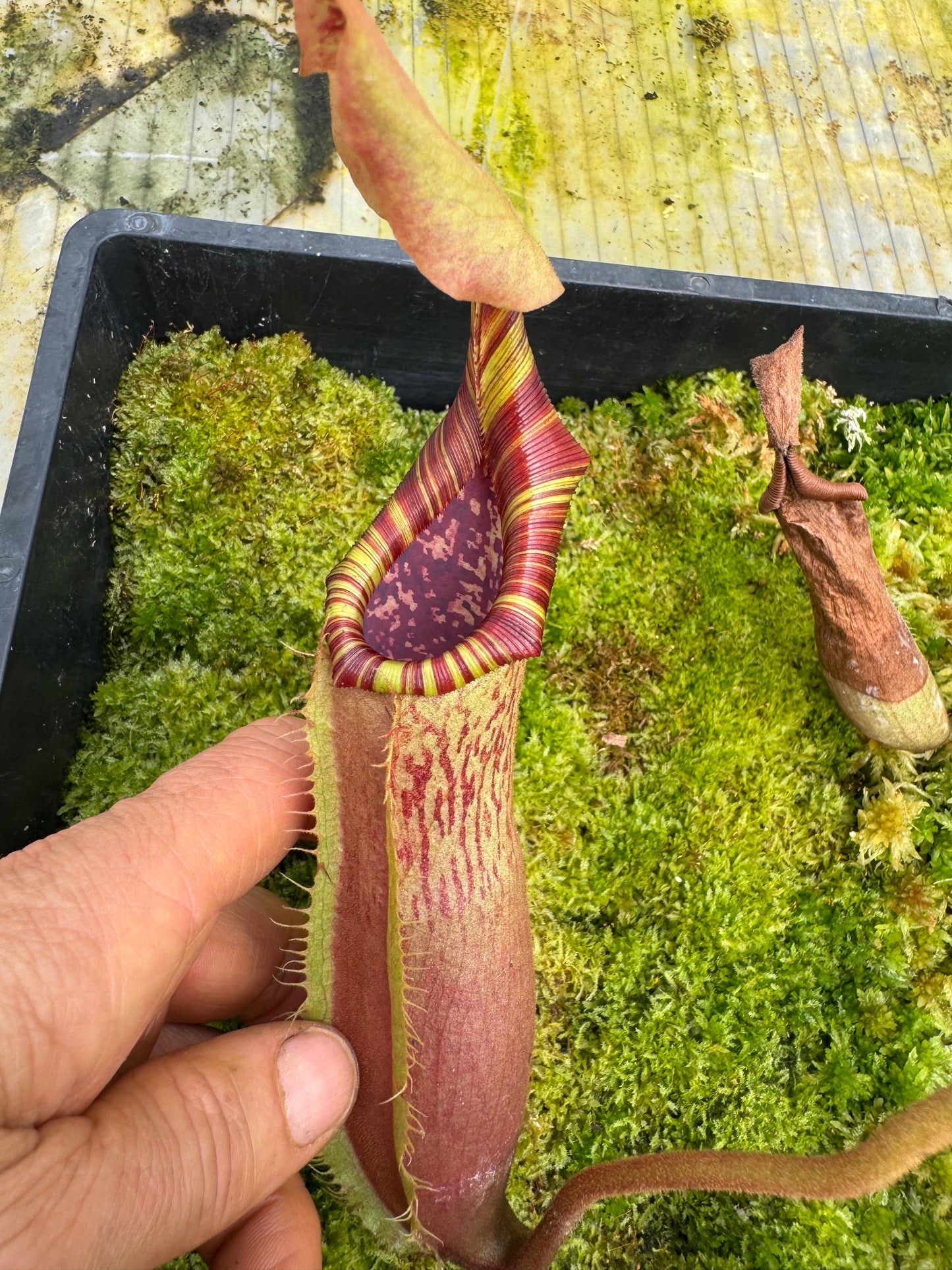 500.N.N[(lowii x boschiana) x vetch sp] x {[(lowii x evitchii) x tiveyi] x platychila} 65mm pot