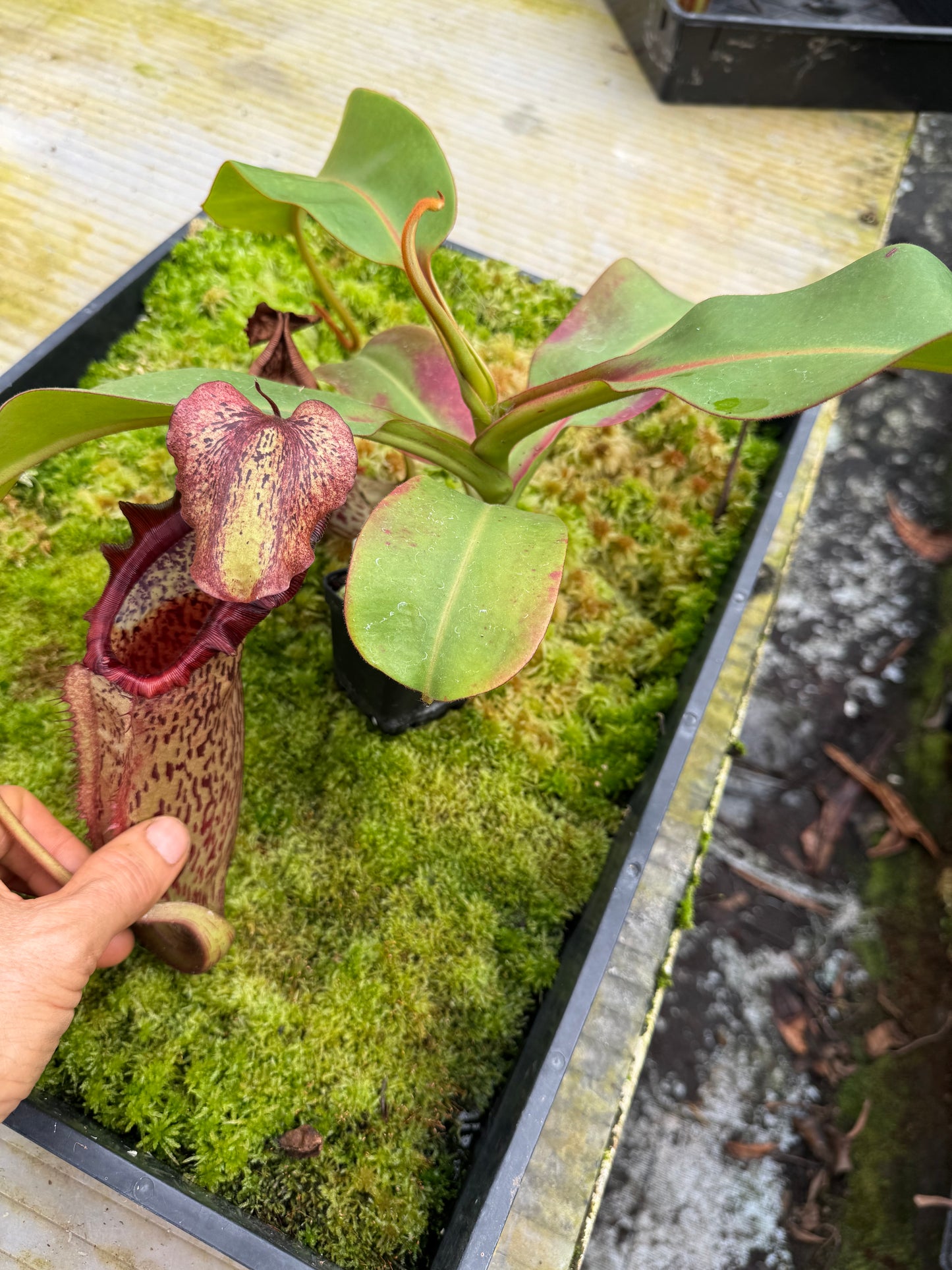502.N.[(boschiana x fusca) x veitchii] x [(lowii x veitchii) x boschiana] x (lowii x truncata)} 65mm pot