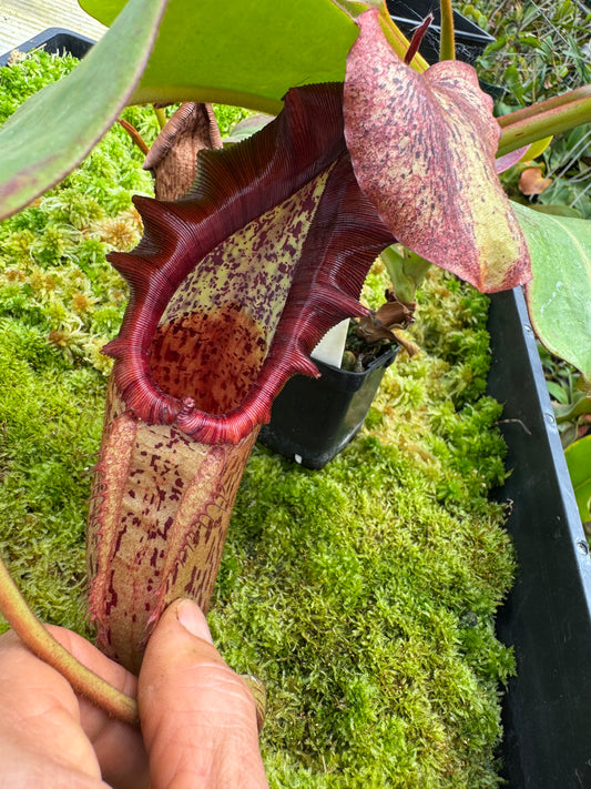 502.N.[(boschiana x fusca) x veitchii] x [(lowii x veitchii) x boschiana] x (lowii x truncata)} 65mm pot