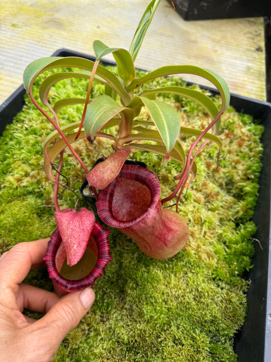 503.N. [(ventricosa x sibuyanensis ) x burkei] x {ventricosa x [ventricosa x (ventricosa x lowii)]} 65mm pot