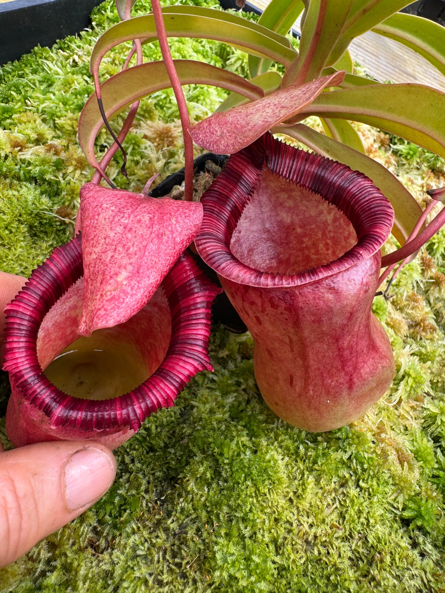 503.N. [(ventricosa x sibuyanensis ) x burkei] x {ventricosa x [ventricosa x (ventricosa x lowii)]} 65mm pot