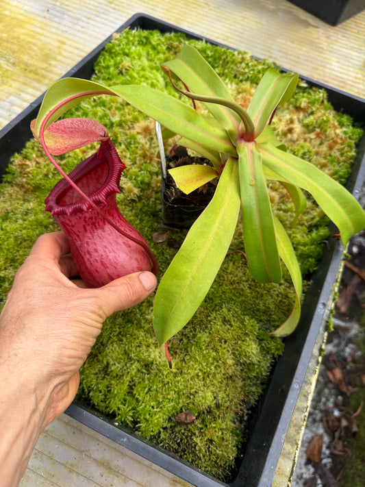 504.N.[(ventreicosa x sibuyanensis) x burkei] x [(ventricosa x sibuyanensis) x burkei] 65mm pot