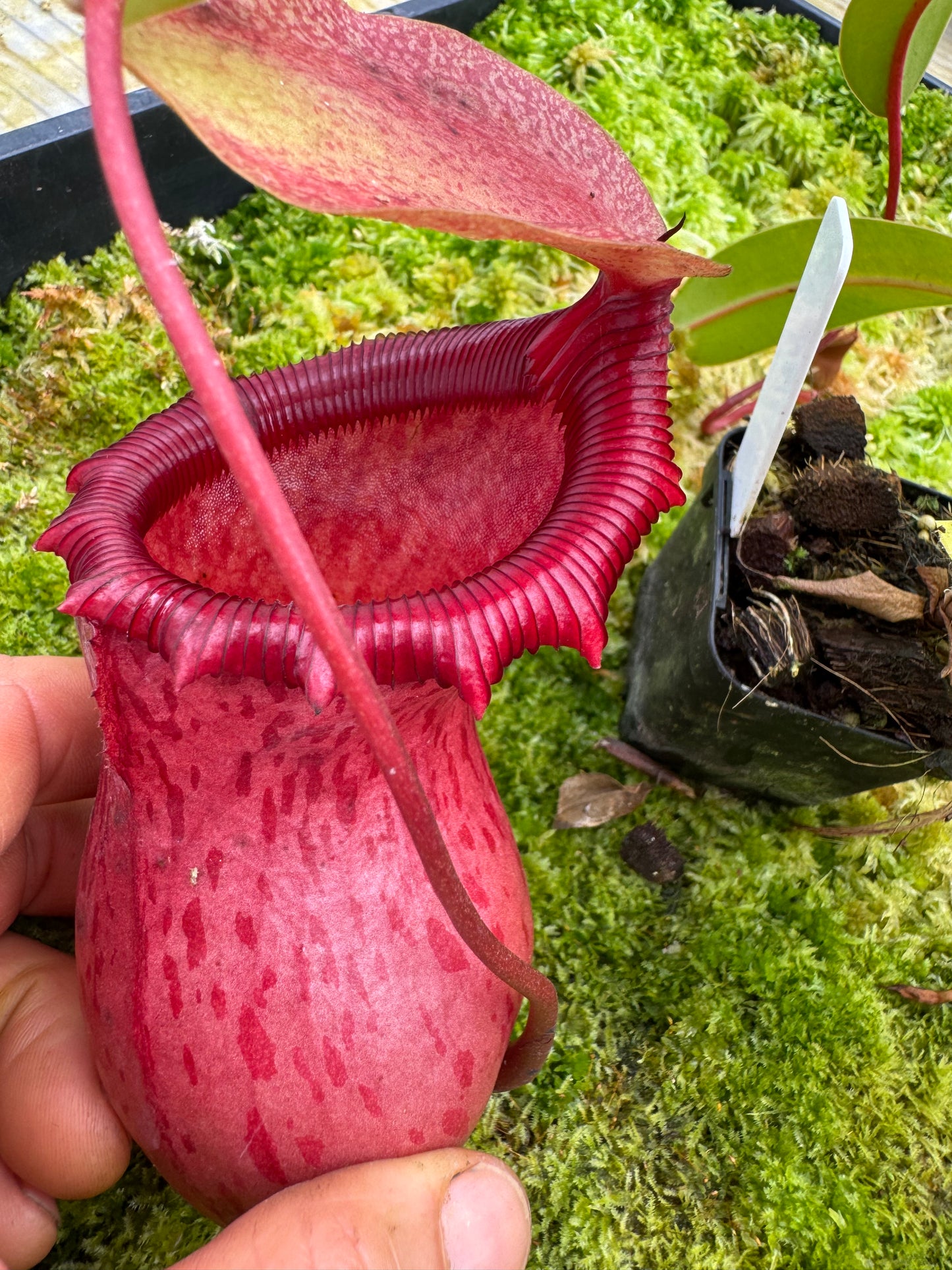 504.N.[(ventreicosa x sibuyanensis) x burkei] x [(ventricosa x sibuyanensis) x burkei] 65mm pot