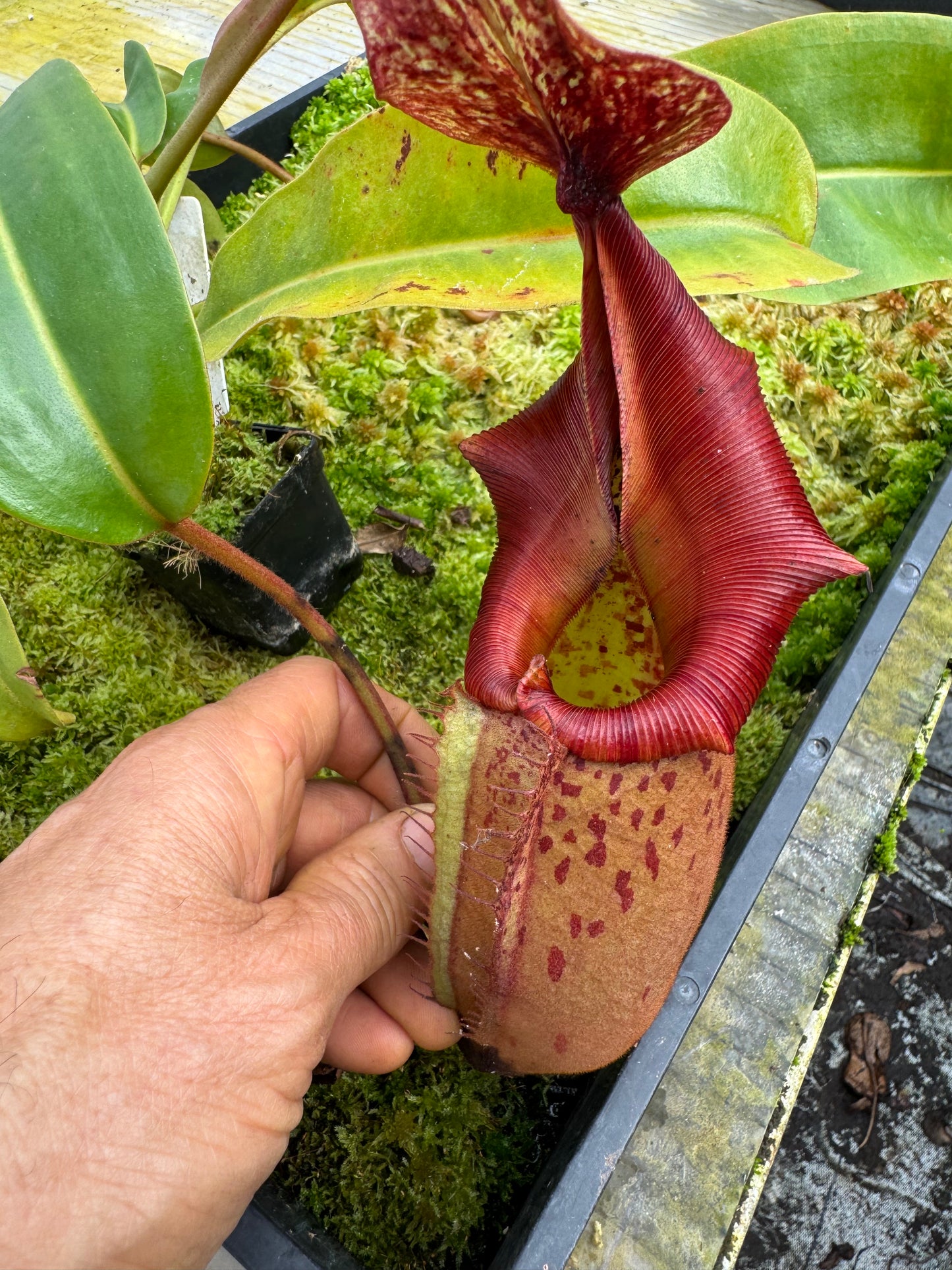 505.N. (boschiana x veitchii) x tiveyi 65mm pot