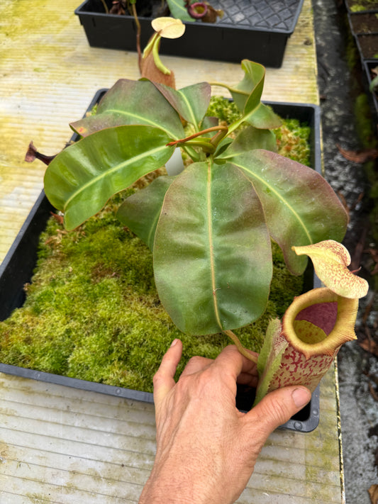 507.N.(boschiana x veitchii) x [(lowii x boschiana) x veitchii sp)] 65mm pot