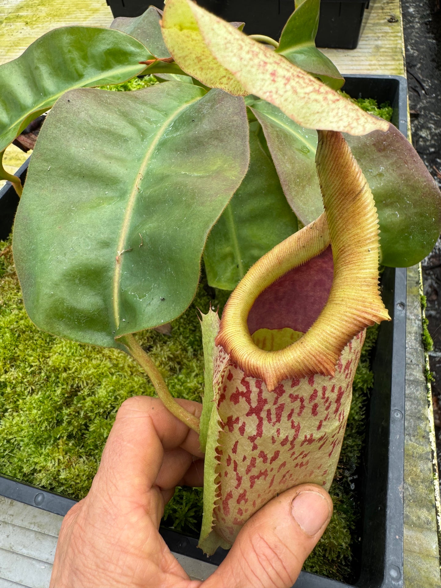 507.N.(boschiana x veitchii) x [(lowii x boschiana) x veitchii sp)] 65mm pot
