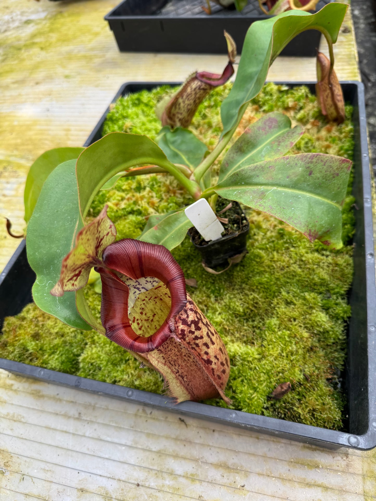 508.N. (veitchii x burbidgeae) x [(lowii x boschiana) x veitchii sp] 65mm pot