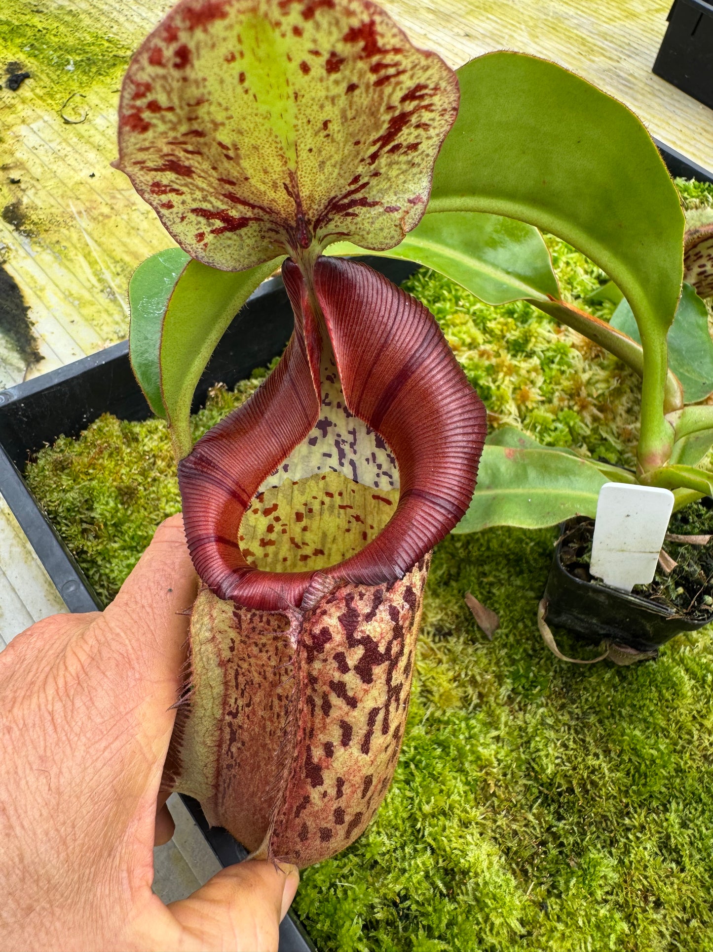 508.N. (veitchii x burbidgeae) x [(lowii x boschiana) x veitchii sp] 65mm pot