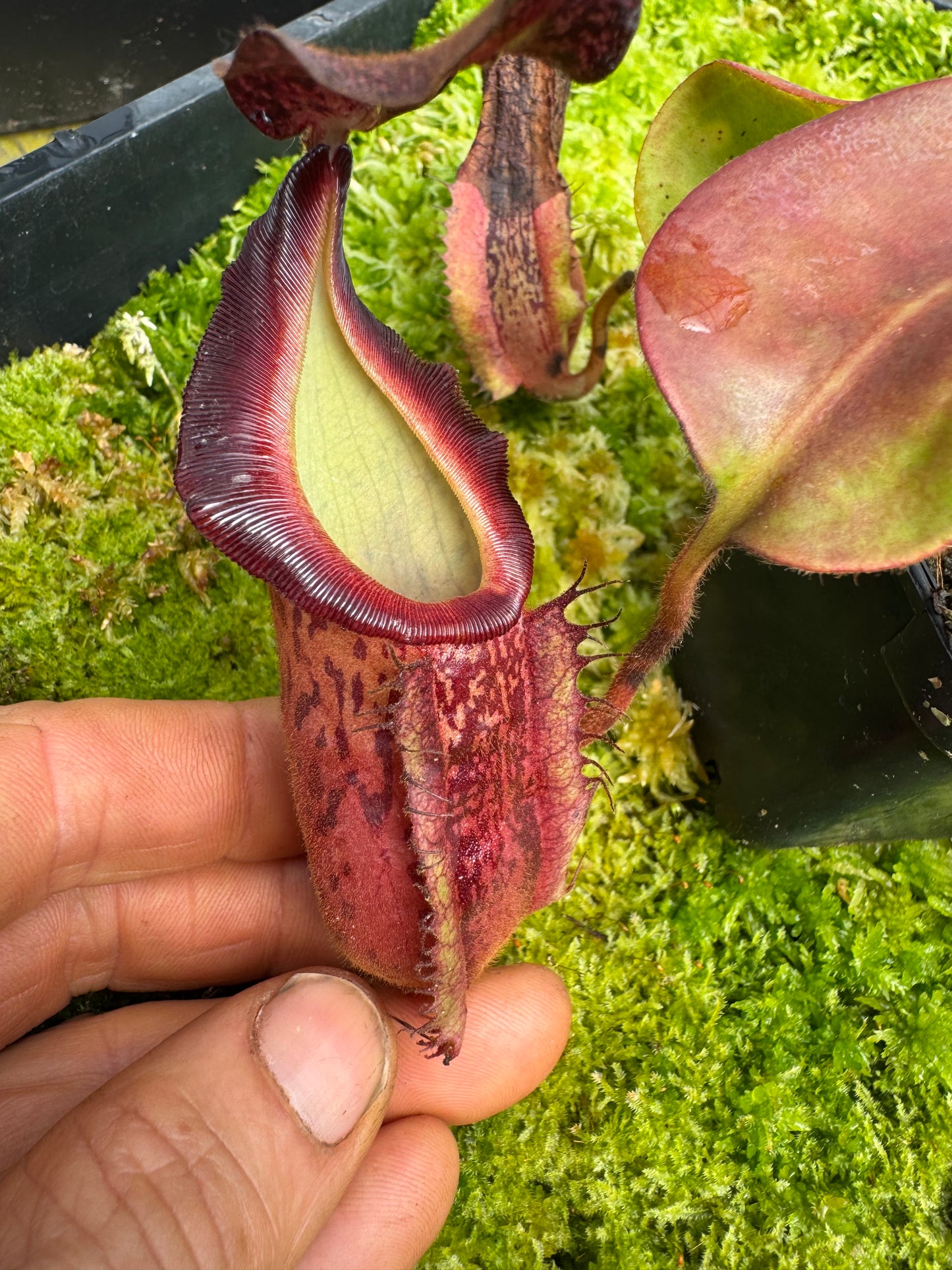 510.N.[(boschiana x fusca)x veitchii] x [(boschiana x fusca) x veitchii] 65mm por
