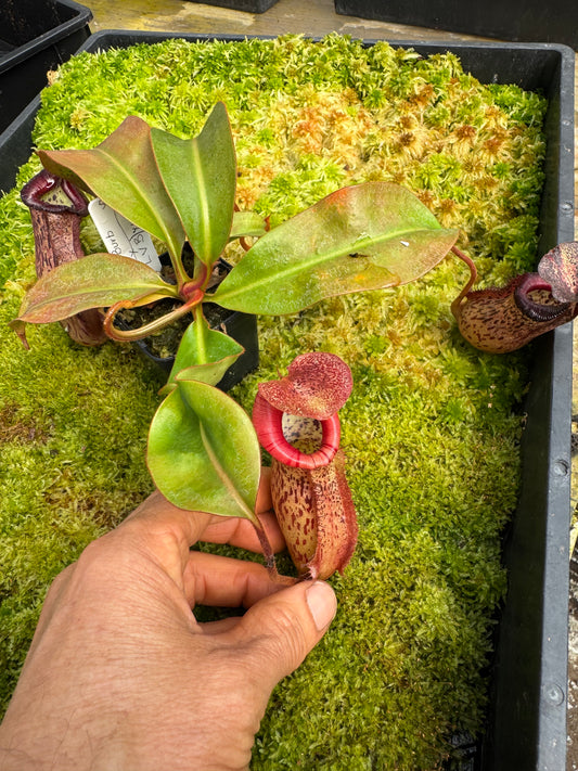 511.N. (veitchii x burbidgeae) x {[(Lowii x veitchii) x boschiana] x (lowii x truncata)} 65mm pot