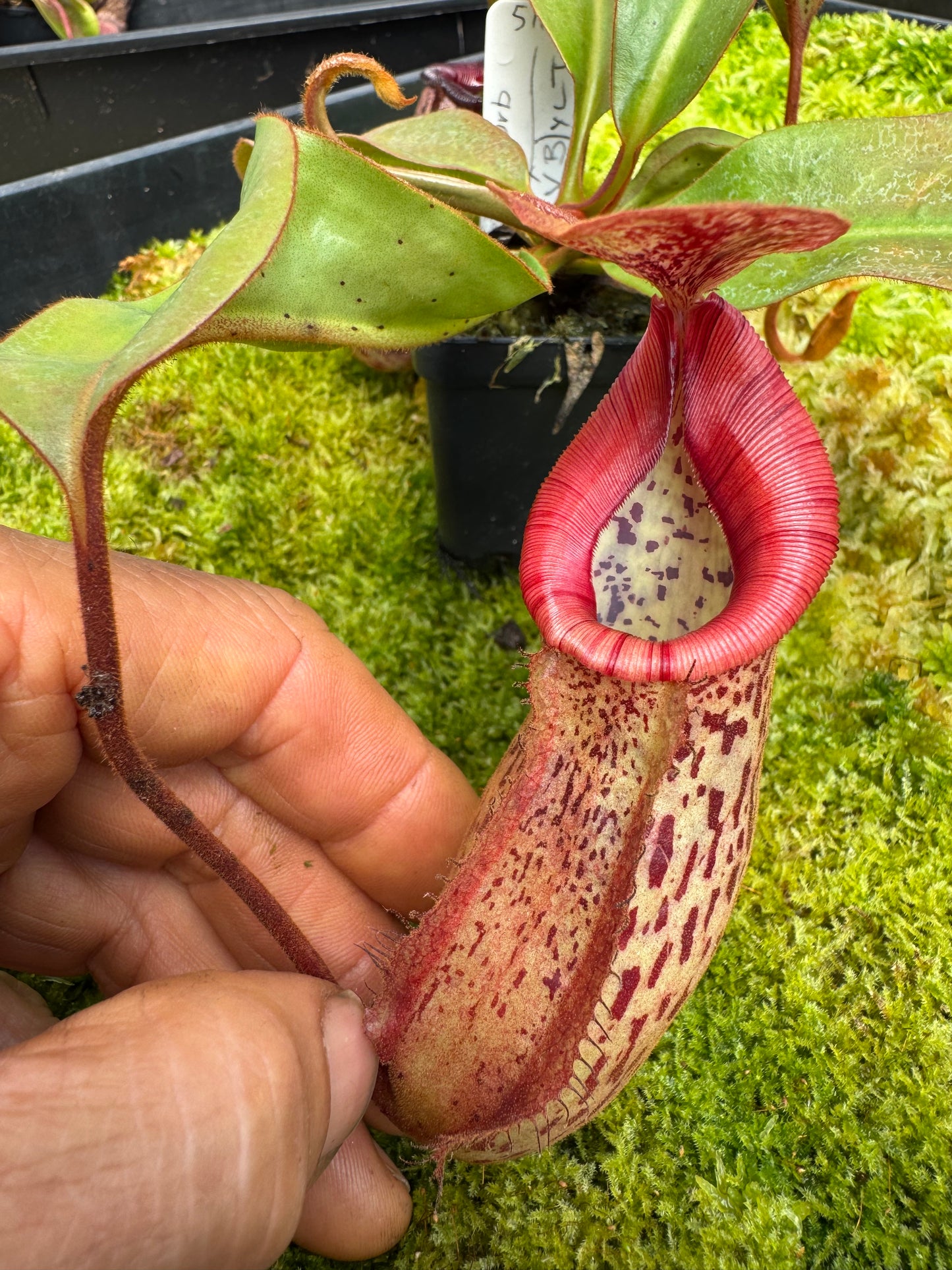511.N. (veitchii x burbidgeae) x {[(Lowii x veitchii) x boschiana] x (lowii x truncata)} 65mm pot